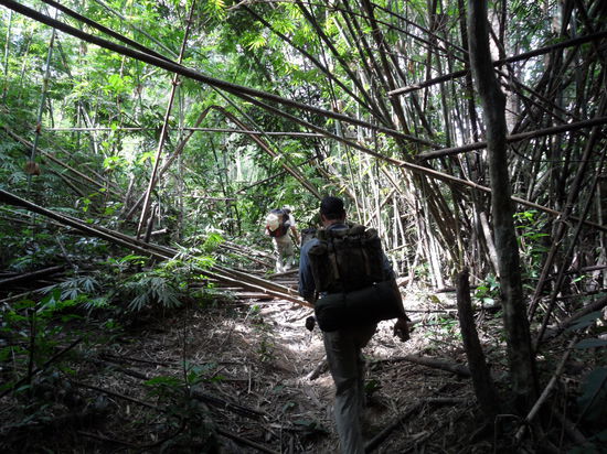Ueber Stock und Stein