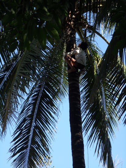 Hier wurden grad die Kokosnuesse frisch fuer uns organisiert...
