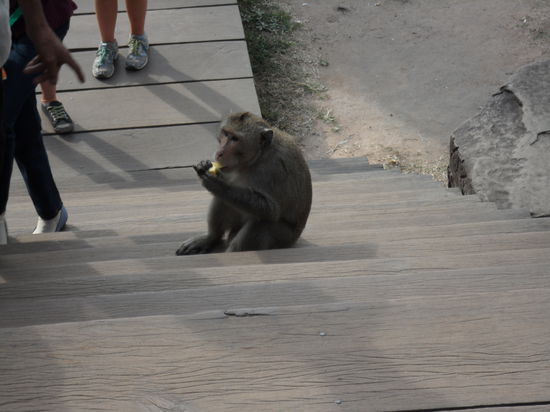 Unvermeidlich - die Affen  Obwohl es frueher mehr davon gab. Man munkelt, die chinesischen Touristen hatten zu viel Appetit auf deren Spezialitaet = Affenhirn