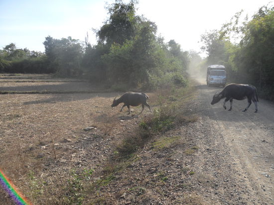 Wasserbueffel haben immer Vorfahrt 