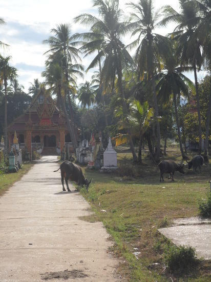 Idylle vor dem Dorftempel
