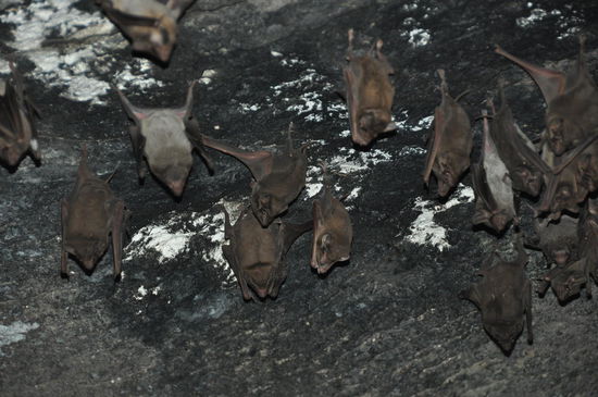 Batman.....................so nice...........