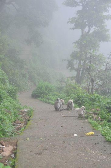 gorillas im nebel ????