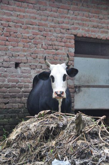 ja ich bin eine holy cow.......