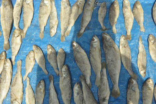 Fish in the Sun