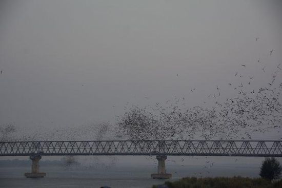 Bats 1