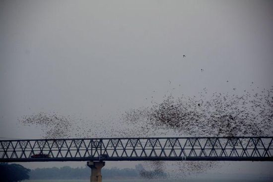 Bats 2