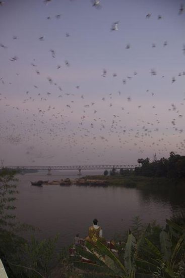 Bats 3