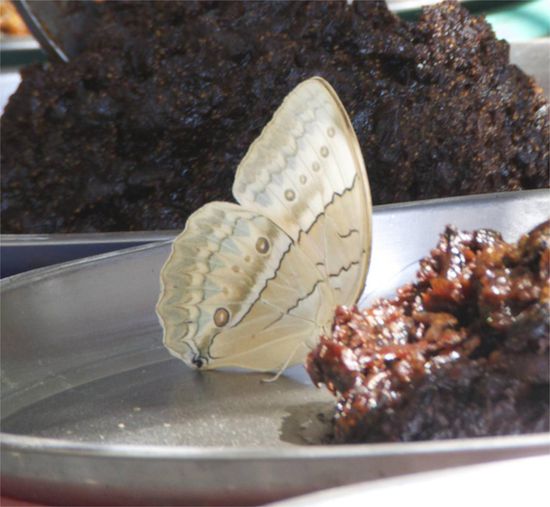 Mama - ich liebe Dich...