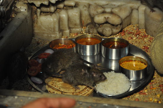 mmh lecker fuer die kleinen.....