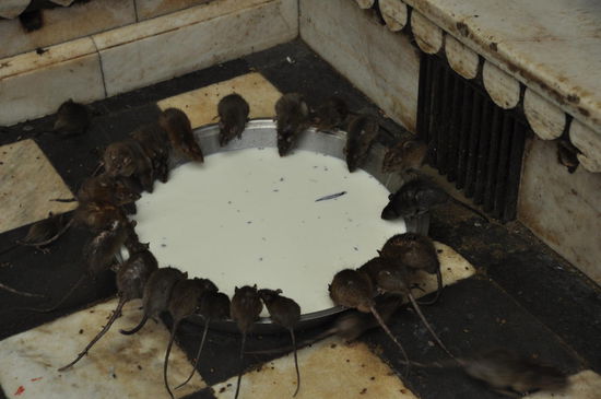 Milch fuer alle.....