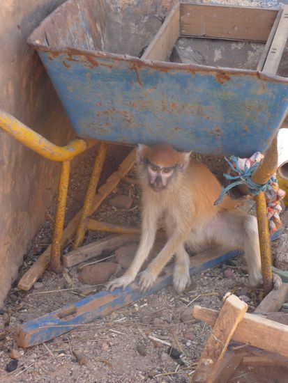 Die Familie hatte früher Hunde zum Bewachen des Hauses. Als diese gestorben sind hat der Affe den Platz des Hundes eingenommen. Er ist der King, da er abends in den Innehof darf -  dort klettert er gerne an der Wäscheleine.