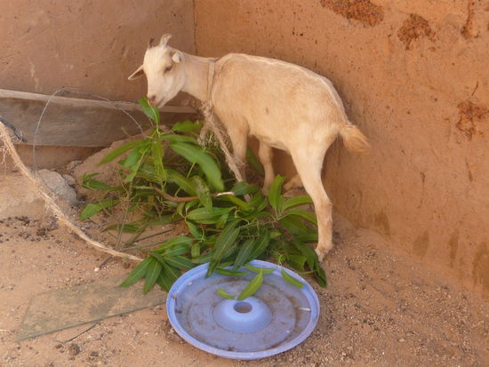 Ziege, die zu Weihnachten angeschafft wurde und gestern in die Freiheit entfliehen wollte - sie wurde jedoch wieder gefangen.