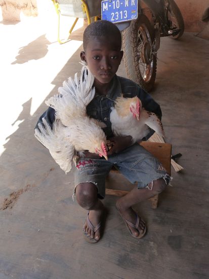 Diese beiden Hähne sind ein weiteres Weihnachtsgeschenk. Die beiden machen seit einigen Tagen den Hof unsicher. Die anderen Hühner, Tauben und Vögel kommen nicht in den Innehof des Hauses. Hier findet zum Teil ein sehr lautstarkes Konzert statt. Die Tauben haben gestutzte Flügel - schaffen es jedoch auf dem Blechdach umherzulaufen ... 