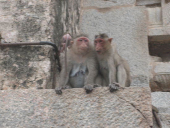 Monkey Business