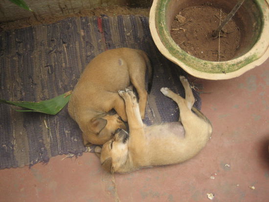 wie suess....monkey und shadow..