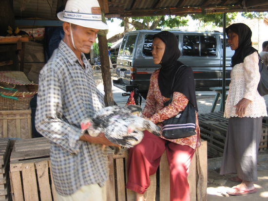 Ein neues Huhn...auf dem MArkt