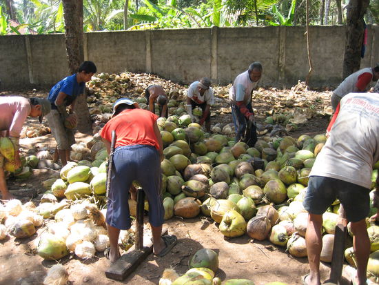 Harte Arbeit mit den Kokosnuessen