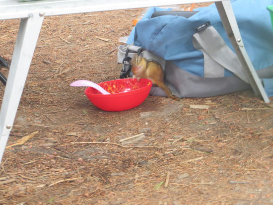 Streifenhörnchen waren tägliche Besucher