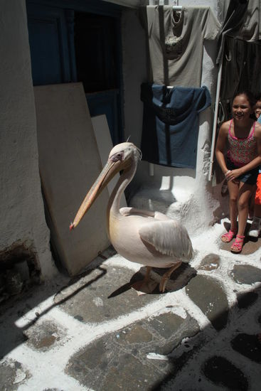 Mykonos berühmter Pelikan  - die Hauptattraktion in den kleinen Gassen