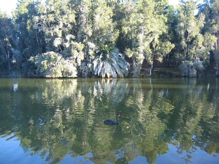der beruehmte (fuer western australia) schwarze schwarn (roter schnabel)auf dem gleichen see wie oben vor perths skyline