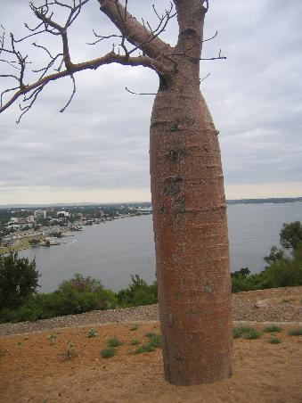 Ein Boab Tree (Nur in Western Australia-eigentlich weiter noerdlich zu hause)im Kings Park mit Swan River im Hintergrund