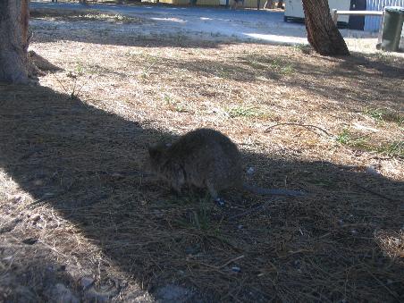 Ein Quokka (laufen ueberall rum, mit Vorliebe bei den restaurants unter den Tischen)