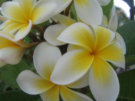 Meine neue Lieblingsblume FRANGIPANI in weiss....