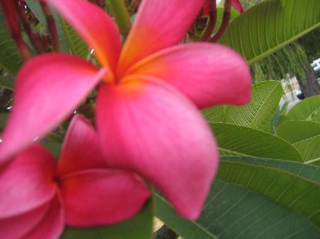 ...und Pink, ist hier in jedem Vorgarten zu sehen.