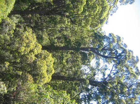 Valley of the Giants- leider schief