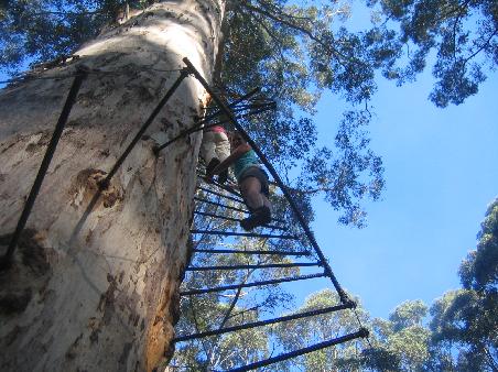 climbing the glouster tree
