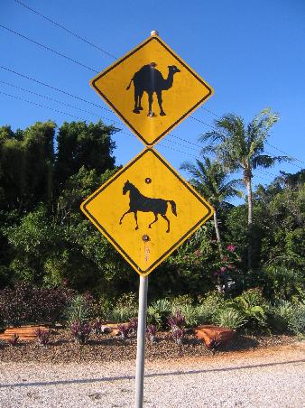 Stets Vorsicht vor Kameln in Broome...