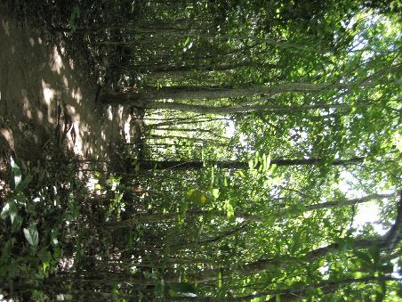 Nachdem wir an einem einsamenstrand abgesetzt wurden und uns durch dichten Urwald gekaempft haben...