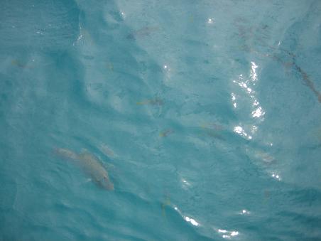 Fische...