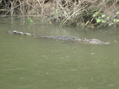 Ein Saltie (Salzwasserkroko) auf dem Daintree River- absolut nicht vegetarisch