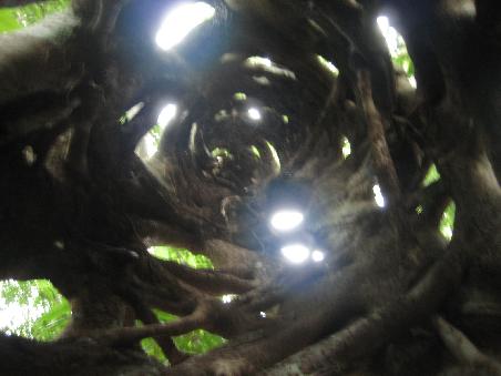 aussergewoehliche Baeume im Regenwald