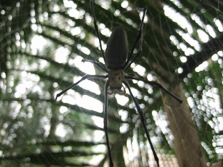 das schoenste zum Schluss...diese suesse kleine Spinne hatte ihr Riesennetz, an einem der Wege unseres Hostels im JUngle Village in Cape Tribulation- aber voellig harmlos