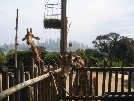 Die Giraffen vor Sydney Skyline
