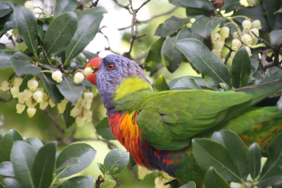 Diese Papgeien, hier im botanischen Garten, sieht man nahzu ueberall in den Baeumen.Man hoert sie auch sehr gut 