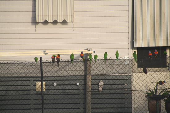 Heute morgen auf dem Campingplatz in Karuha eihten sich die Papageien in der Morgensonne auf und nahmen hin und wieder ein Bad in einer Tränke. Heute in Port Macquarie flogen sie in riesigen Schwärmen von Baum zu Baum und machten einen unglaublichen Krach mit ihrem Geschrei.