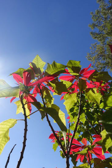 So blüht der Weihnachtsstern in Brisbane