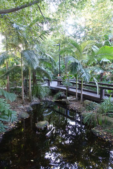 Regenwald mitten in Brisbane