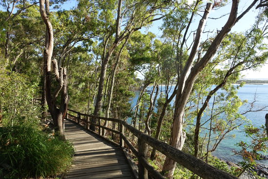 Ein schöner Bushwalk geht von Noosa aus zum Nationalpark