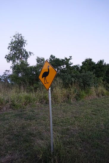 Auch Emus sind in der Gegend