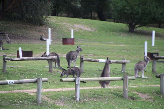 Känguruversammlung in Halls Gap in den Grampians
