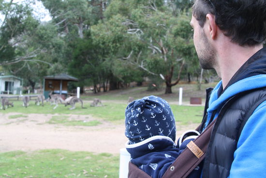 Emil und die Kängurus