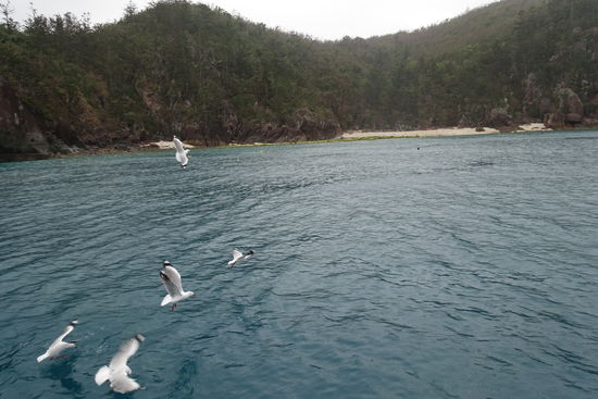 Die Schnorchelbucht. Während Emil schlief erforschte sein Papa die Unterwasserwelt. Leider sind im April durch den Zyklon Debbie nicht nur Wälder und Häuser zerstört worden, sondern auch Teile des Korallenriffs, weshalb man außer Fischen nicht so viel sah.