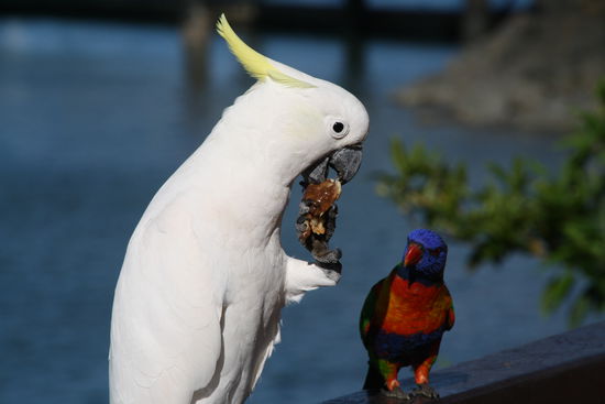 Da möchte ich auch UNBEDINGT etwas abhaben, denkt sich der Papagei