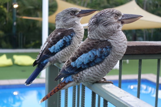 Abendliche Kookaburra Fütterung im Hotel:
Ehepaar Kookaburra läßt sich verwöhnen (er=blaue Schwanzfedern, sie=Bräune Schwanzfedern)