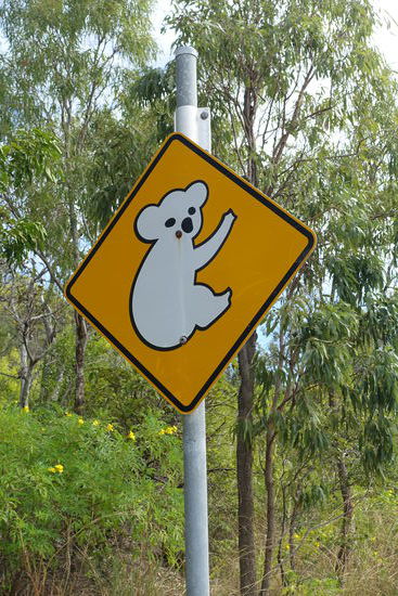 Trotz der hohen Koala Population haben wir keinen gesehen.